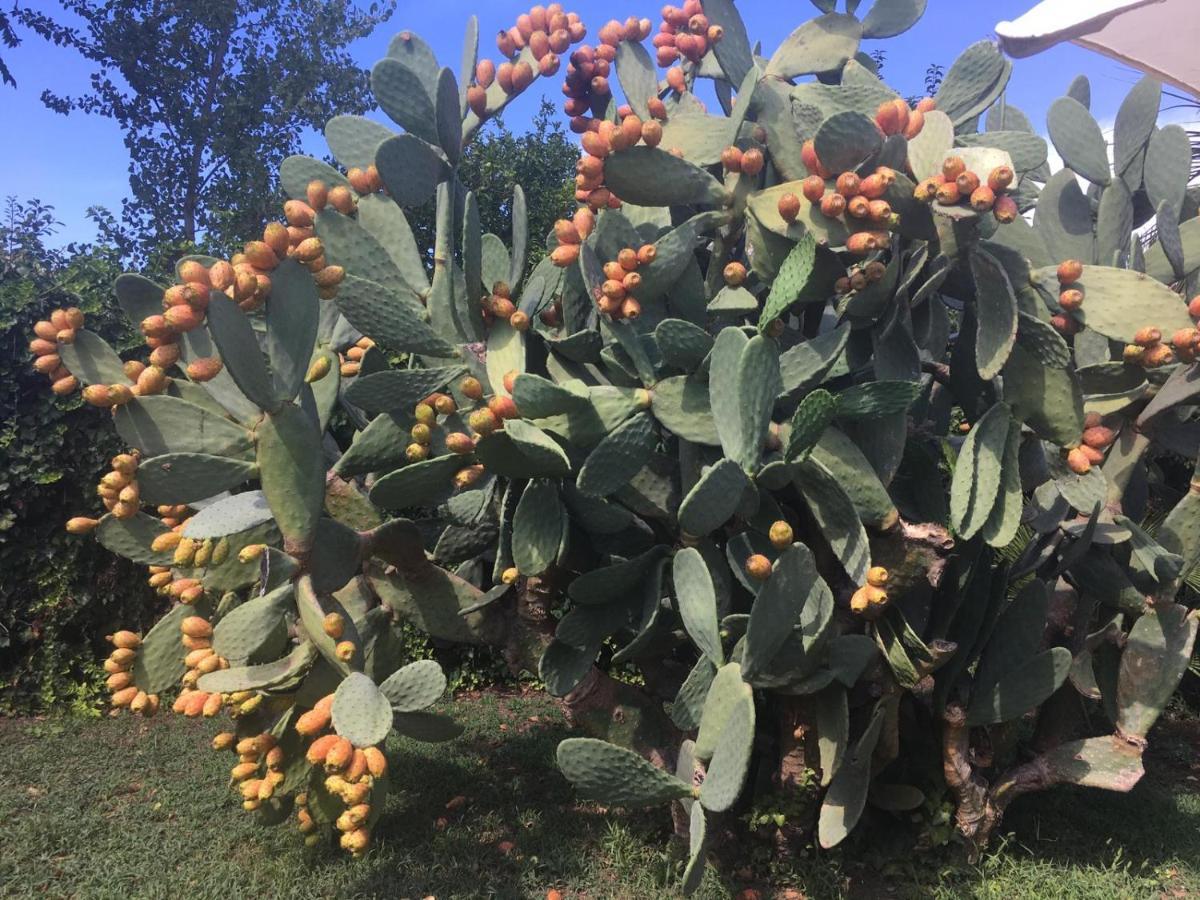 Il Giardino Degli Agrumi Caserta Dış mekan fotoğraf