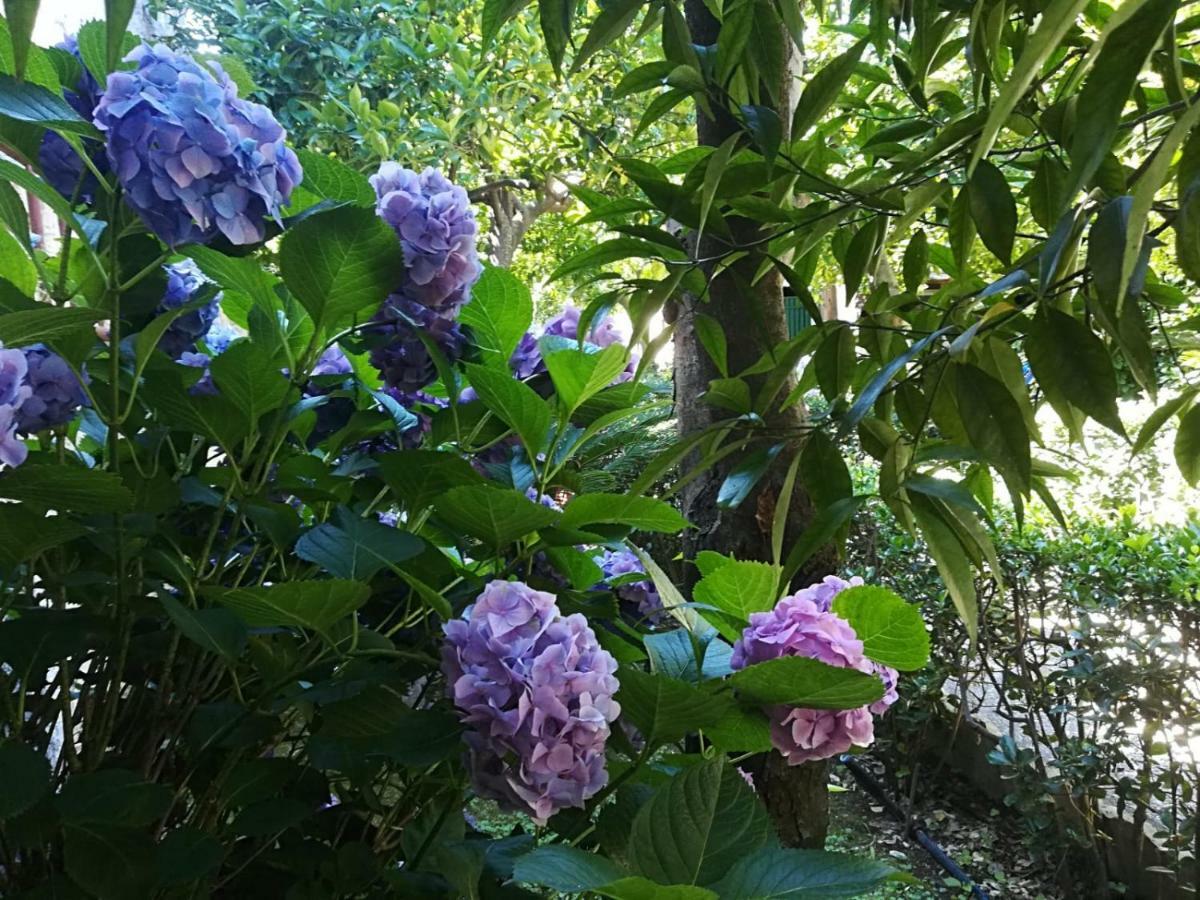 Il Giardino Degli Agrumi Caserta Dış mekan fotoğraf